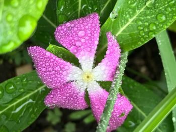 Close-up of wet pink flower