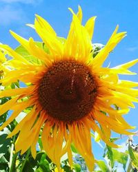 Close-up of sunflower