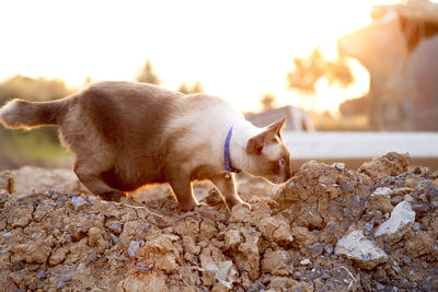 Side view of a dog