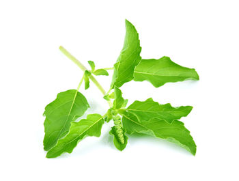 Close-up of fresh green leaves against white background