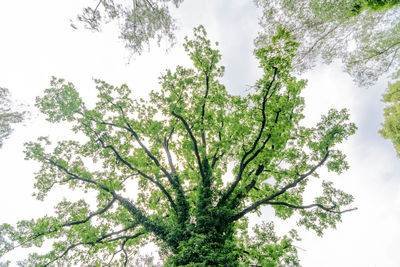 Low angle view of tree against sky