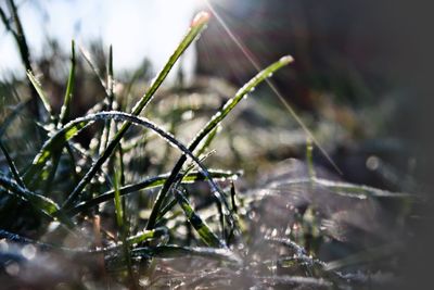 Close-up of dew drops on plant