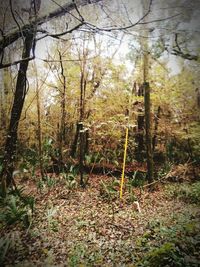 Trees and plants in forest