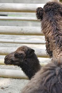 Close-up of a camel