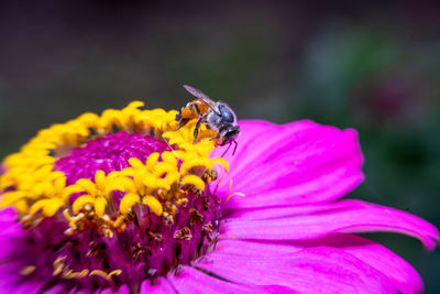 Close-up of insect on pink flower