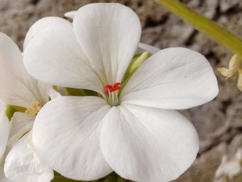 Close-up of white flower blooming outdoors