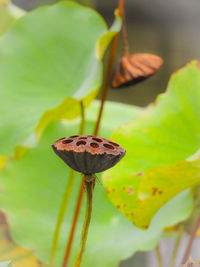 Close-up of lotus water lily