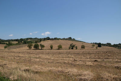 Scenic view of field against clear sky