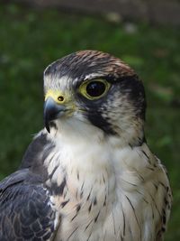 Close-up of owl