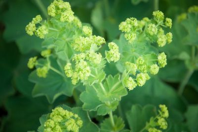 Close-up of plant