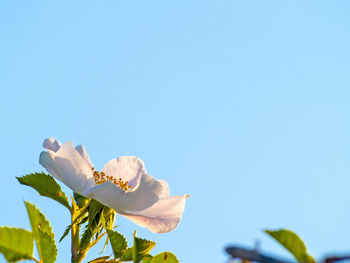 Low angle view of flowers against clear blue sky