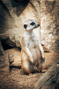 Close-up of small sitting on wood at zoo
