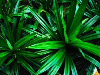 Full frame shot of palm tree