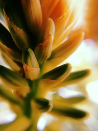 Close-up of yellow flower