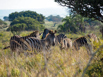 Zebras in a field