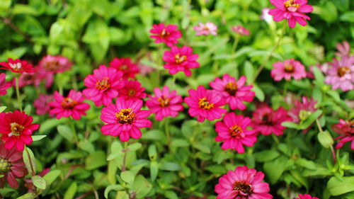 Close-up of pink flowers blooming on field