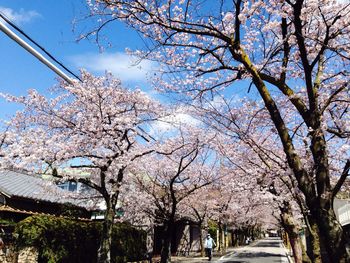 Low angle view of cherry blossom tree