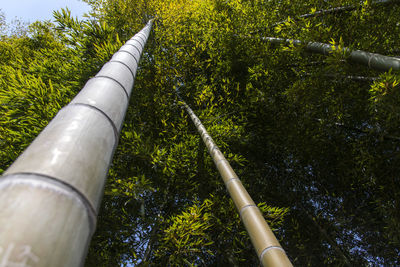 Low angle view of bamboo trees in forest