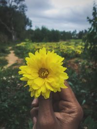 Close-up of hand holding yellow flower