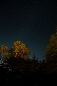 Starry skies over canadian arbutus tree