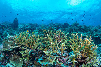 View of fish swimming underwater