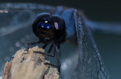 Close-up of insect on metal