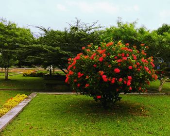 Flowers growing on tree against sky