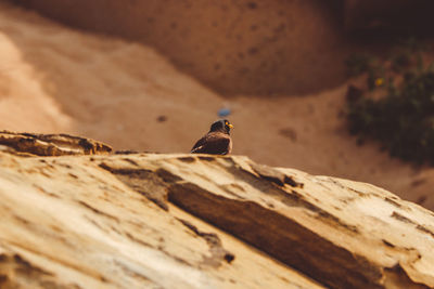 Close-up of bird perching on rock