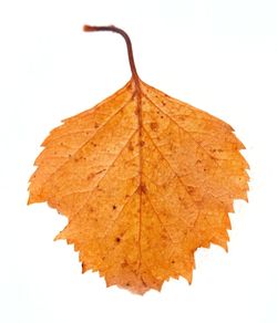 Close-up of dry leaf against white background