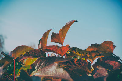 Low angle view of maple leaf against sky