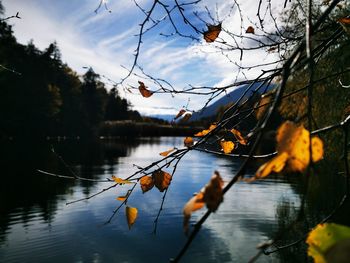 Autumn leaves on lake against sky