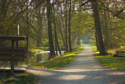 Road amidst trees in forest