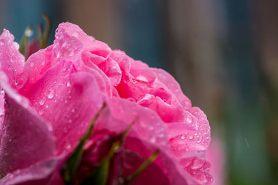 Close-up of wet pink rose