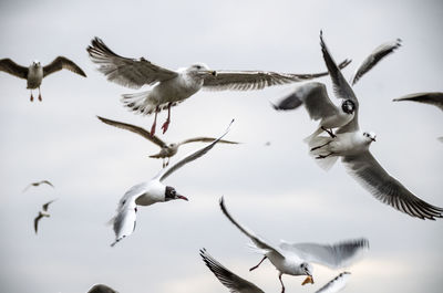 Low angle view of seagulls flying against cloudy sky
