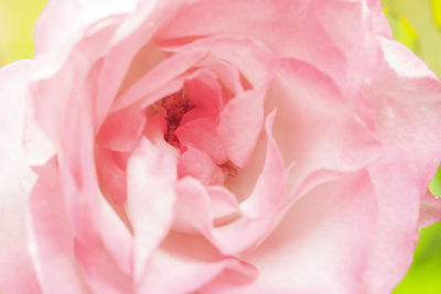 Close-up of pink rose