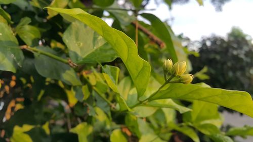 Close-up of fresh green plant