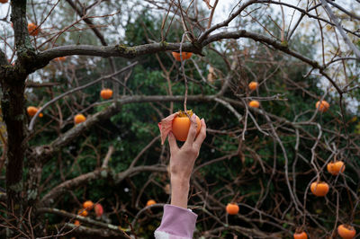 Close-up of orange fruit on tree