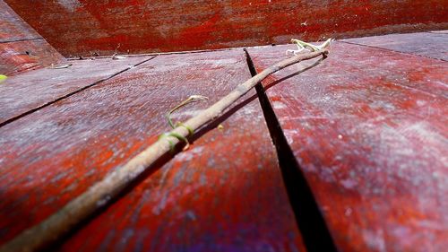 Close-up of wood