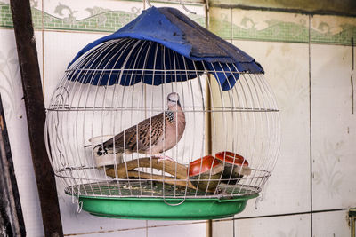 Close-up of bird in cage