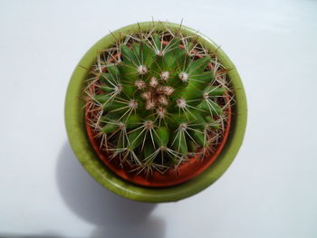 High angle view of cactus plant