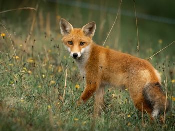 Portrait of a fox on field