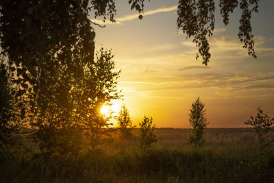 Trees on field against sky during sunset