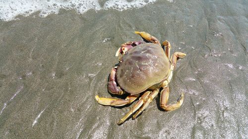 High angle view of crab on beach