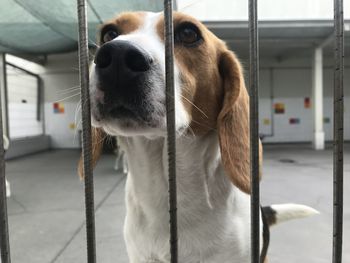 Close-up of dog looking away