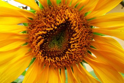 Close-up of yellow flower