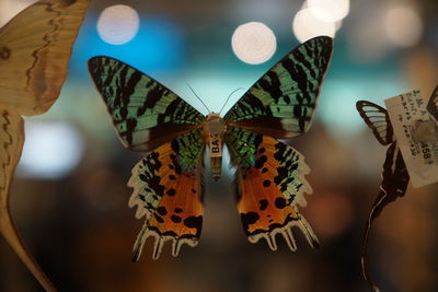 Close-up of butterfly