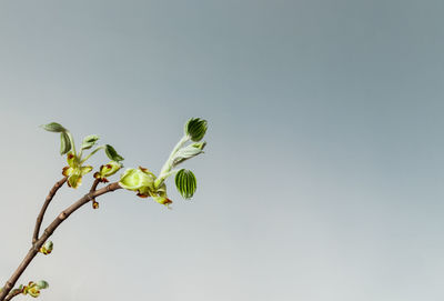 Low angle view of flowering plant against clear sky