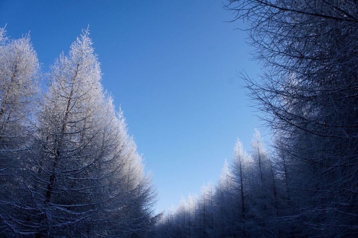 winter, snow, cold temperature, tree, bare tree, season, clear sky, tranquility, tranquil scene, beauty in nature, weather, scenics, nature, blue, covering, branch, landscape, frozen, low angle view, non-urban scene