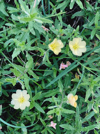 High angle view of flowering plant