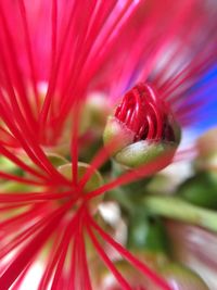 Close-up of pink flower